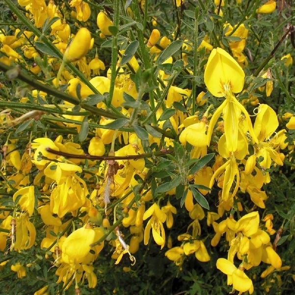 Ginsterstrauch mit gelben Blüten