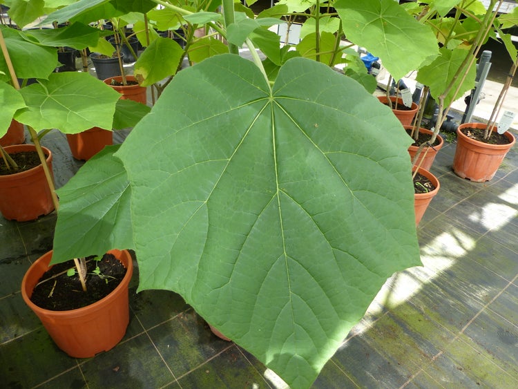 Blauglockenbaum Kiribaum 130 - 150 cm Paulownia tomentosa Kaiserbaum