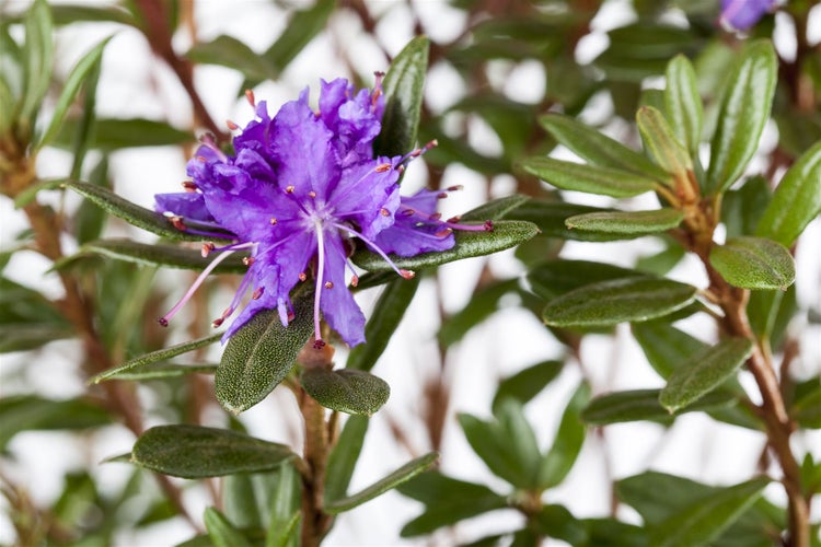 Rhododendron impeditum 'Azurika', Zwerg-Rhododendron, violettblau, 15–20 cm