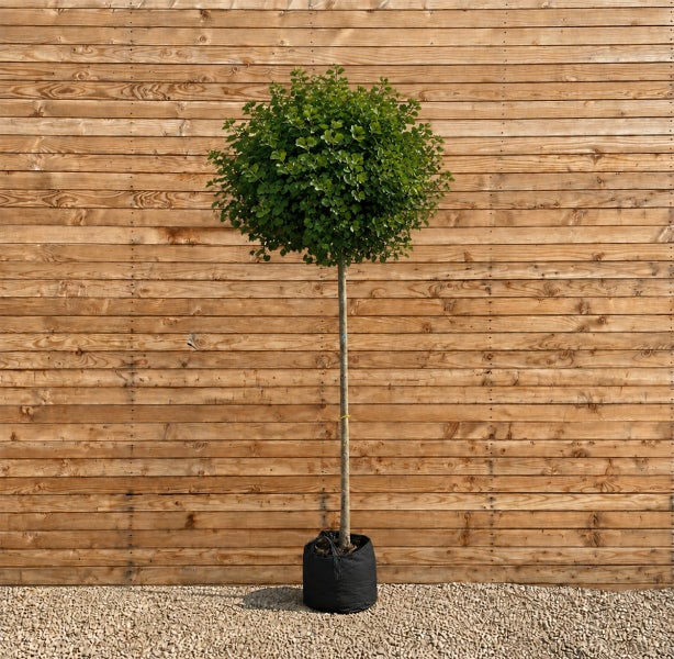 Ein hochstämmiger Baum mit einer kugelförmigen Krone in einem Pflanzsack vor einer Holzwand.