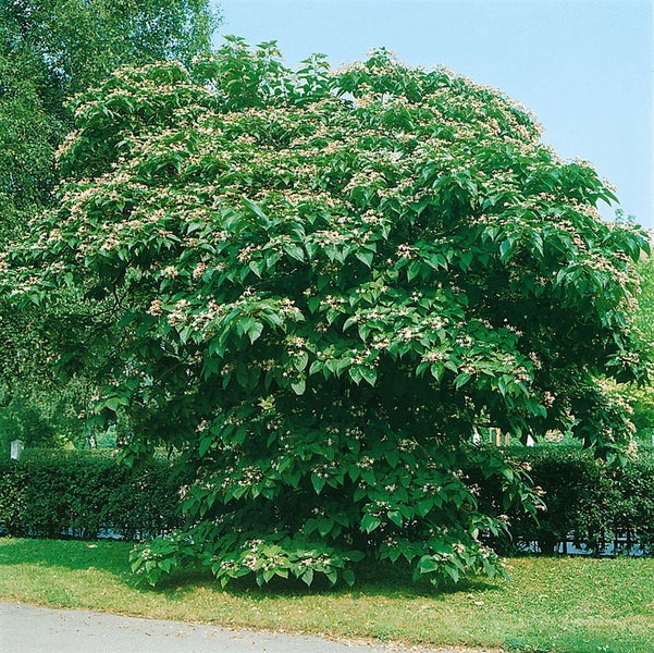 Clerodendrum trichotomum fargesii, Harlekinblume, 60–80 cm