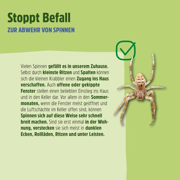 Anti Spinnenspray | Spinnen-Ex - Effektive Abwehr