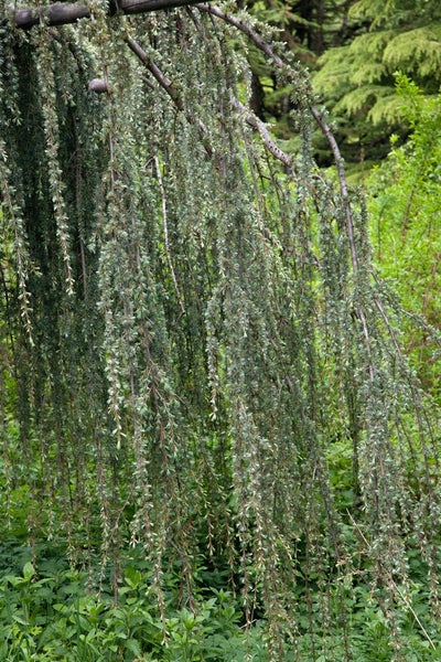 Cedrus libani 'Glauca Pendula', Libanon-Zeder, blaugrün, 150–175 cm