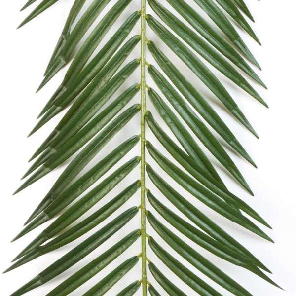 Künstlicher Palmwedel mit grünen, schmalen Blättern in Nahaufnahme.
