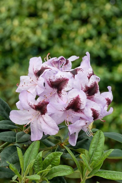 Rhododendron Hybr. 'Metallica', Rhododendron, 30–40 cm