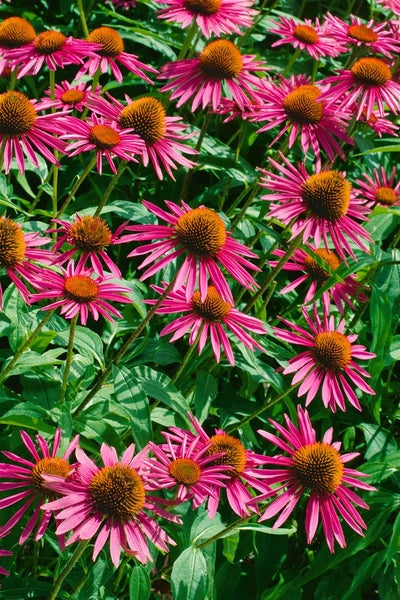 Echinacea purpurea 'Pica Bella', Sonnenhut, rosa, ca. 11x11 cm Topf