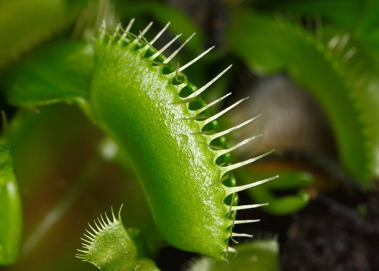 SAFLAX Garden in the bag - Venus - Fliegenfalle - Dionaea muscipula - 10 Samen - Mit Anzuchtsubstrat im praktischen, selbst aufstellenden Beutel