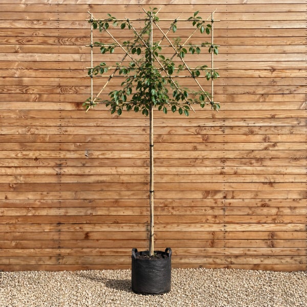 Spalierobstbaum mit geformter Krone an einer Rankhilfe aus Holz im Pflanzcontainer vor einer Holzwand.