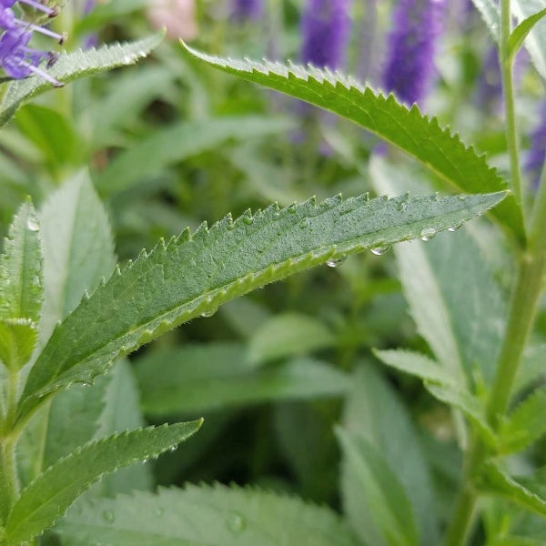 Nahaufnahme von grünen gezackten Pflanzenblättern mit Wassertropfen vor lila Blüten.