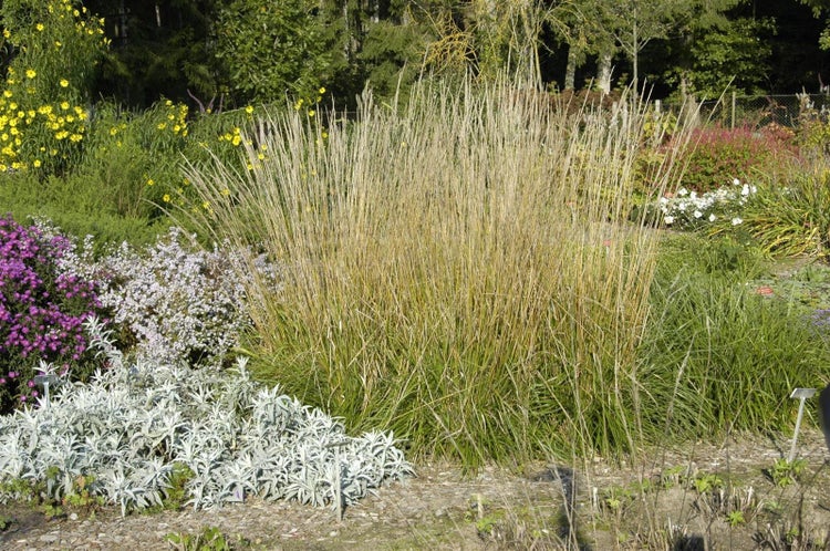 Calamagrostis x acutiflora 'Waldenbuch', Reitgras, ca. 9x9 cm Topf