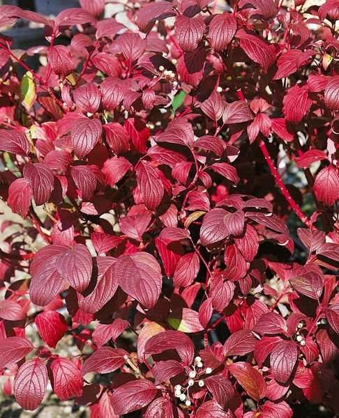 Cornus alba 'Baton Rouge', Hartriegel, leuchtend rot, 60–100 cm