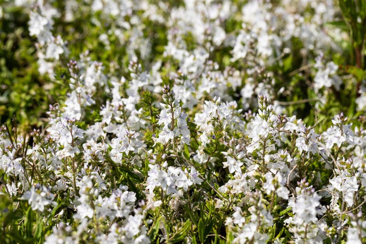 Veronica prostrata 'Blue Sheen', Ehrenpreis, blau, ca. 9x9 cm Topf