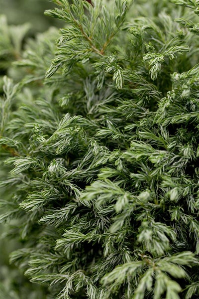 Chamaecyparis pisifera 'Boulevard', Scheinzypresse, blaugrün, 20–30 cm