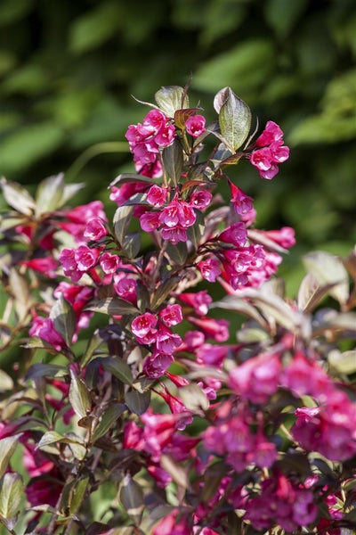 Weigela florida 'Alexandra', Weigelie, dunkelrosa, 40–60 cm