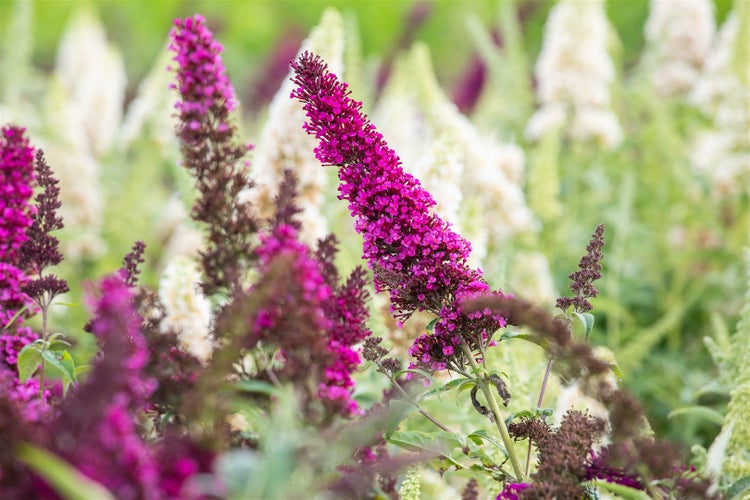 Schmetterlingsflieder mit violetten Blüten im Garten