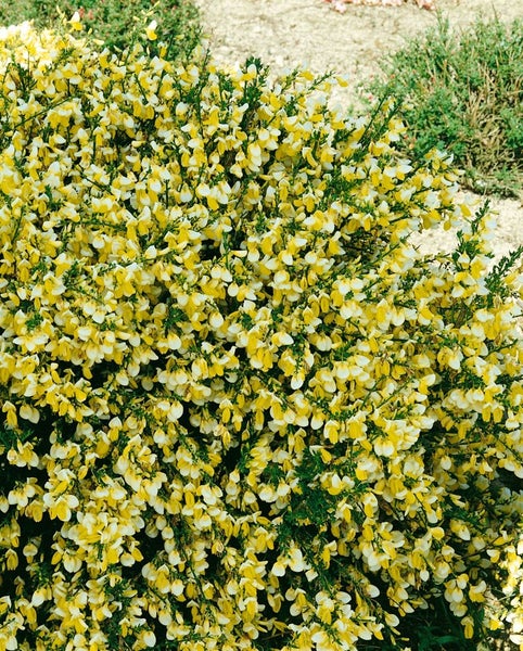 Cytisus scoparius 'Golden Cascade', Besenginster, goldgelb, 60–80 cm