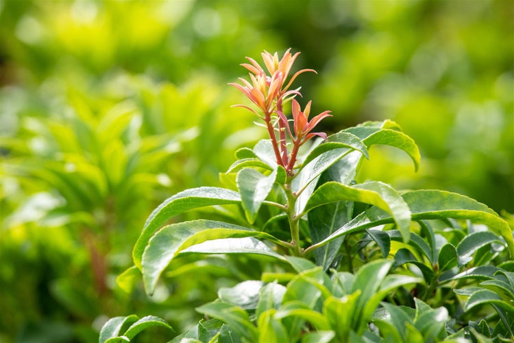 Pieris japonica 'Mountain Fire', Japanische Lavendelheide, 40–50 cm