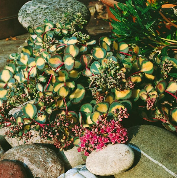 Sedum sieboldii, Oktoberle, rosa Blüten, ca. 9x9 cm Topf