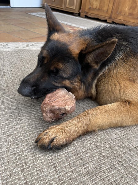 Ein Schäferhund liegt auf einem Teppich und kaut auf einer Kauwurzel aus Kaffeeholz.