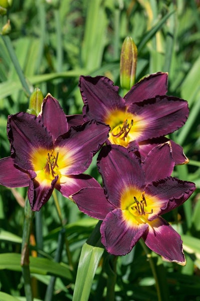 Hemerocallis x cult. 'Strutter's Ball', Taglilie, dunkelviolett, ca. 11x11 cm Topf