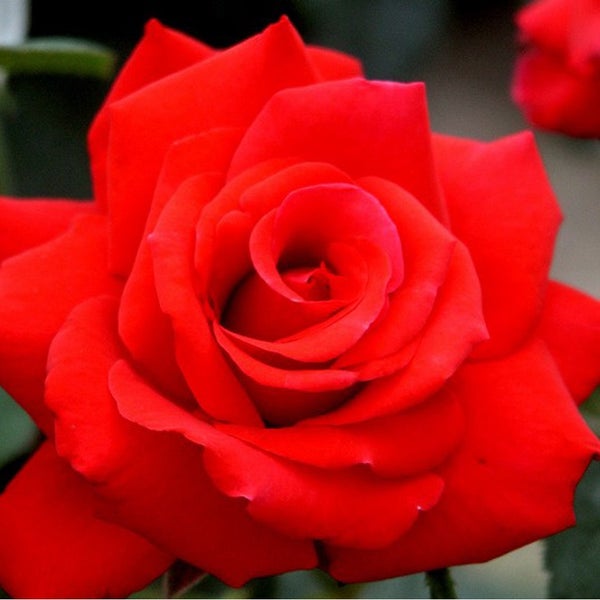 Nahaufnahme einer roten Rose