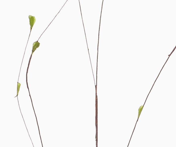 Dünne Dekozweige aus Holz in Braun.