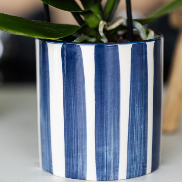 Kolibri Orchids Set aus weißer Phalaenopsis Orchidee Amabilis und Sukkulente Crassula Hobbit im blauen Painted Stripe Topf Topfgröße 9cm + 6cm