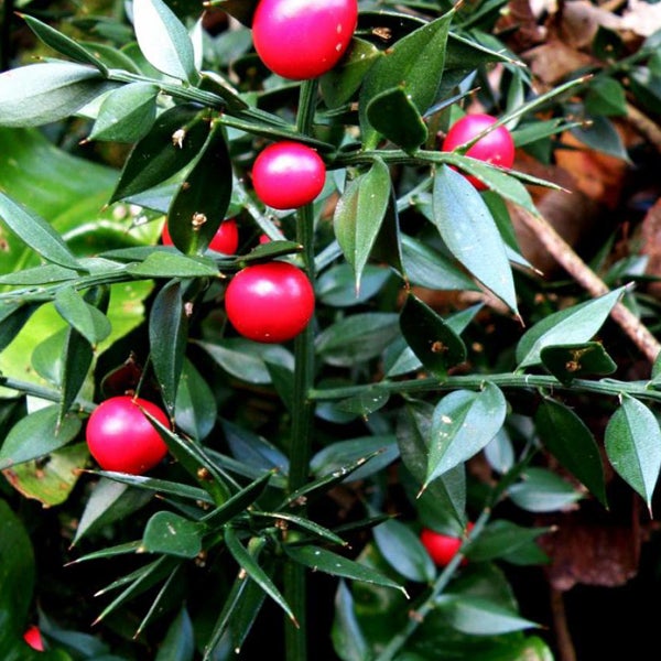 Stechender Mäusedorn mit roten Beeren und grünen Blättern