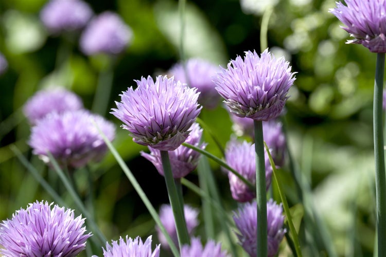Allium schoenoprasum, Schnittlauch, ca. 9x9 cm Topf