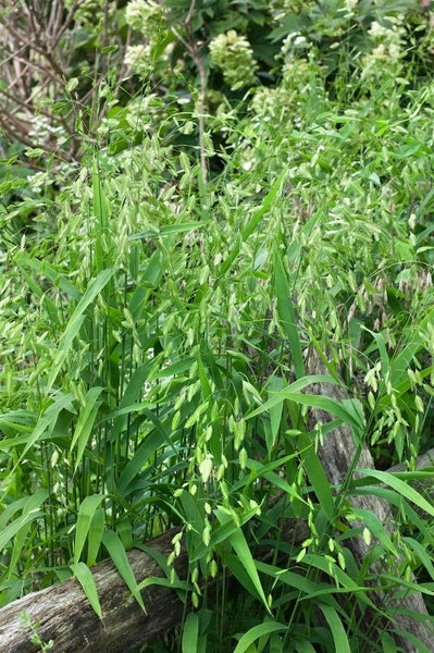 Büschel von breitblättrigem Perlgras im Garten.
