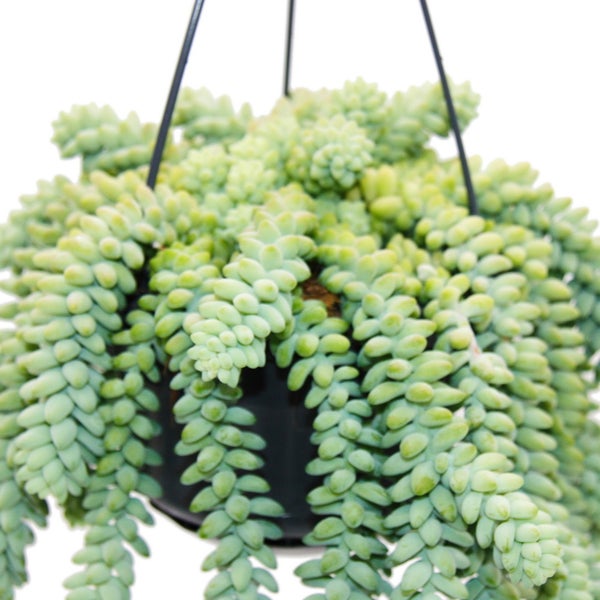 Sedum morganianum 'Burrito' - Affenschaukel - 14cm Ampeltopf - hängende Sukkulente
