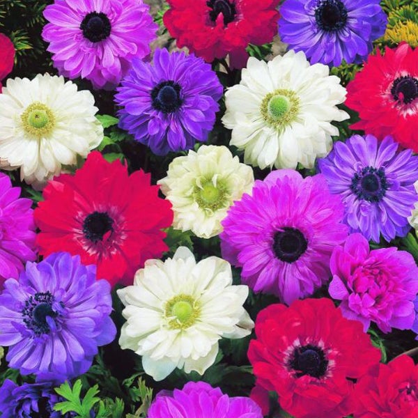 Nahaufnahme von Anemonen in verschiedenen Farben