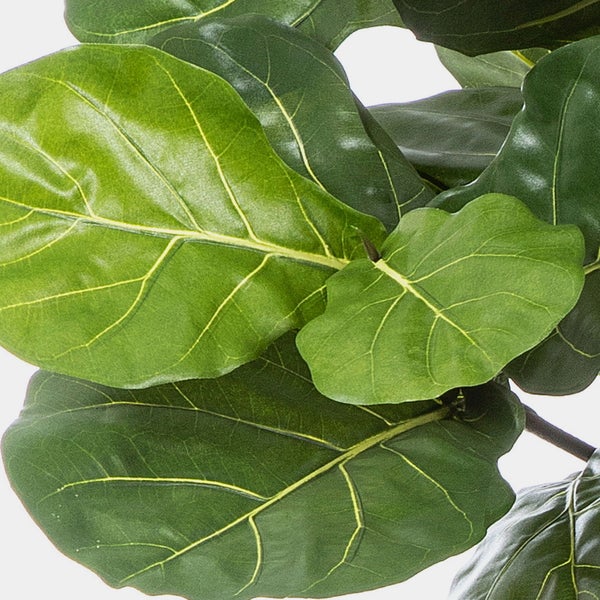 Nahaufnahme der grünen Blätter einer Geigenfeige Ficus lyrata mit deutlich sichtbaren Blattadern.