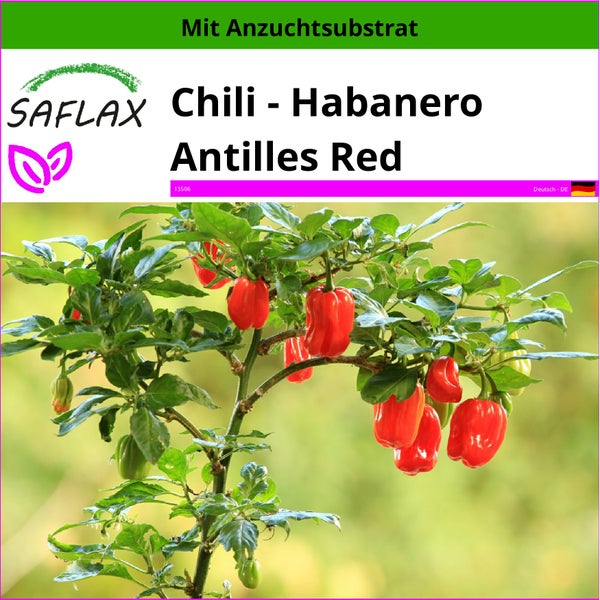 SAFLAX  - Chili - Habanero Antilles Red - Capsicum chinense - 10 Samen - Mit keimfreiem Anzuchtsubstrat