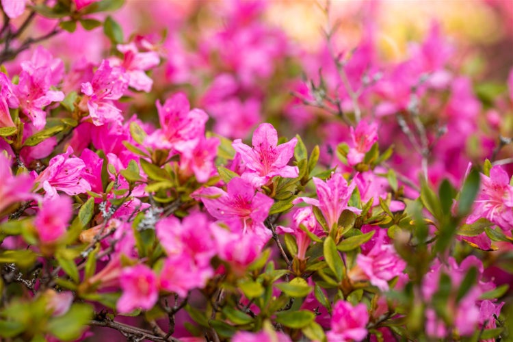Rhododendron obtusum 'Petticoat', Azalee, rosa, 20–25 cm