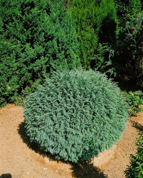 Chamaecyparis lawsoniana 'Rimpelaar', Scheinzypresse, 15–20 cm