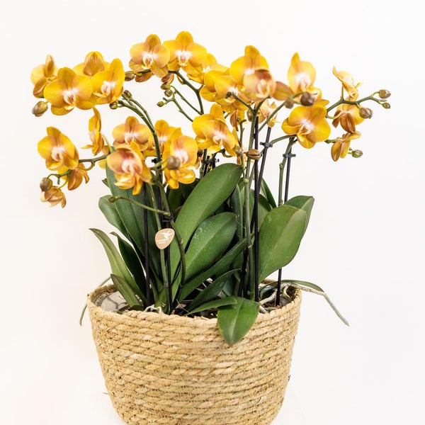 Kolibri Orchids orange Orchideen-Set im Schilfkorb Wassertank drei orange Orchideen Las Vegas 12cm