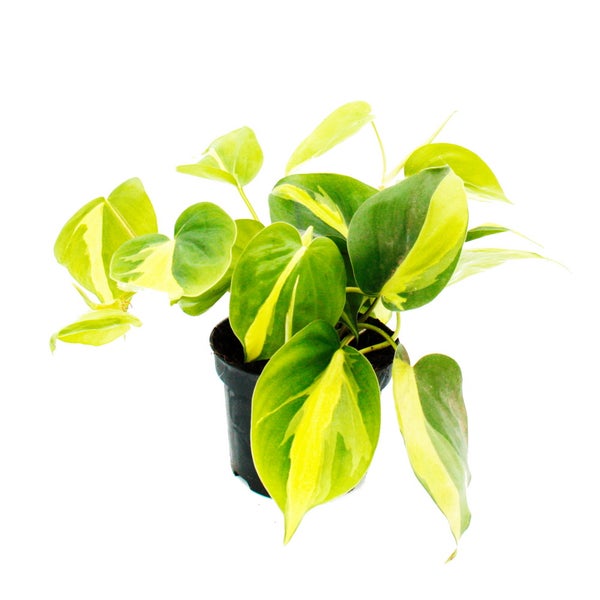 Zimmerpflanzen-Trio Rankende Baumfreunde Set mit 3 verschiedenen Philodendron-Arten micans scandens Lime scandens Brasil