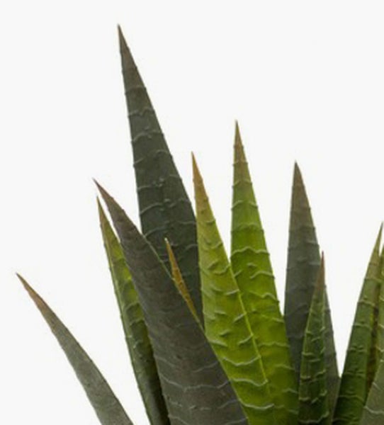 Nahaufnahme einer Sansevieria-Pflanze mit spitzen, strukturierten Blättern.