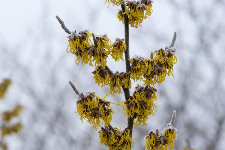Hamamelis intermedia 'Barmstedt's Gold', Zaubernuss, gelb, 60–80 cm
