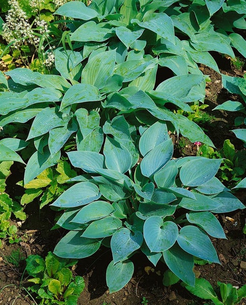 Hosta sieboldiana 'Blue Angel', Blaublatt-Funkie, ca. 13 cm Topf