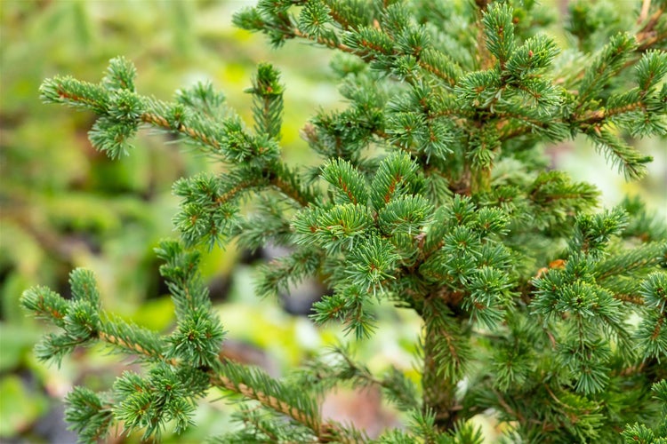 Picea pungens 'Lucky Strike', Blau-Fichte, 40–50 cm