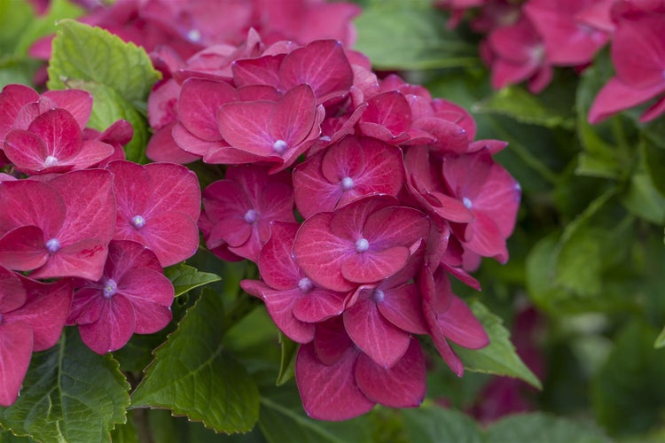 Hydrangea macrophylla 'Hot Red', Hortensie, leuchtend rot, 30–40 cm