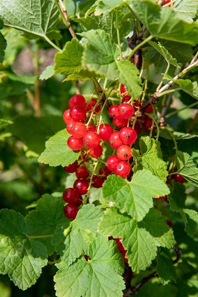 Rote Johannisbeeren hängen in Trauben an einem Strauch mit grünen Blättern.