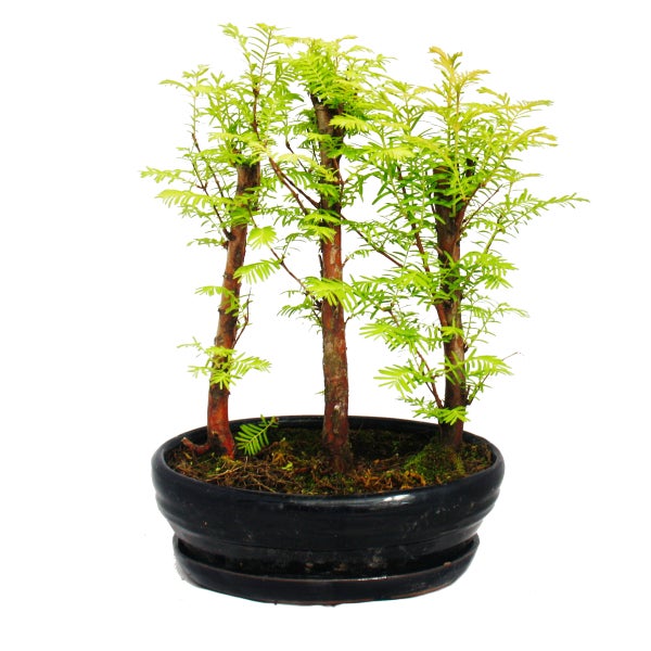 Bonsai-Wald Metasequoia glyptostroboides in einer schwarzen Keramikschale mit passendem Untersetzer.