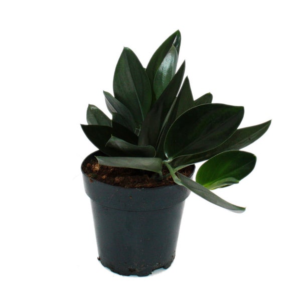 Scindapsus treubii Dark Form - schwarze Efeutute - 15cm Topf