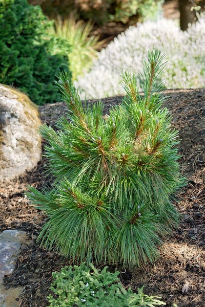 Pinus schwerinii, Kiefern-Hybride, 80–100 cm