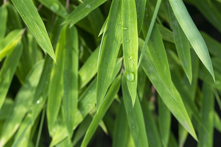 Bambusblätter mit Wassertropfen