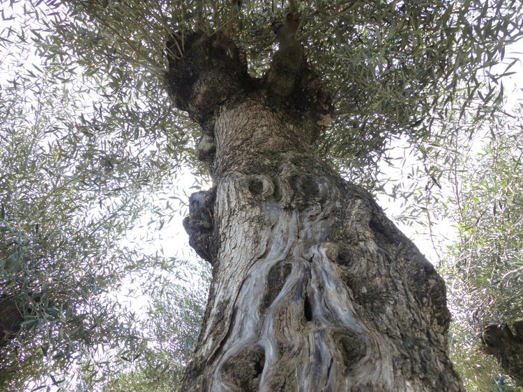 Nahaufnahme eines knorrigen Olivenbaumstamms (Olea europaea) mit strukturierter Rinde und belaubter Krone.