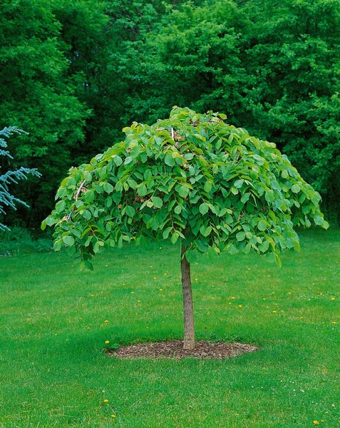Kugelbaum auf einer Rasenfläche